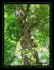 arbre001.jpg