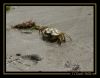Filename=crabe.jpg
Filesize=112KB
Dimensions=777x607
Date added=Feb 22, 2008 crabe.jpg