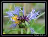 fleur002.jpg
