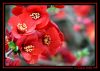 fleur003.jpg