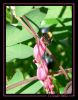 insecte008.jpg
