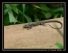 Filename=lezard001.jpg
Filesize=109KB
Dimensions=777x607
Date added=Feb 23, 2008 lezard001.jpg