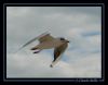 mouette01.jpg