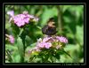 Filename=papillon001.jpg
Filesize=125KB
Dimensions=774x602
Date added=Feb 23, 2008 papillon001.jpg